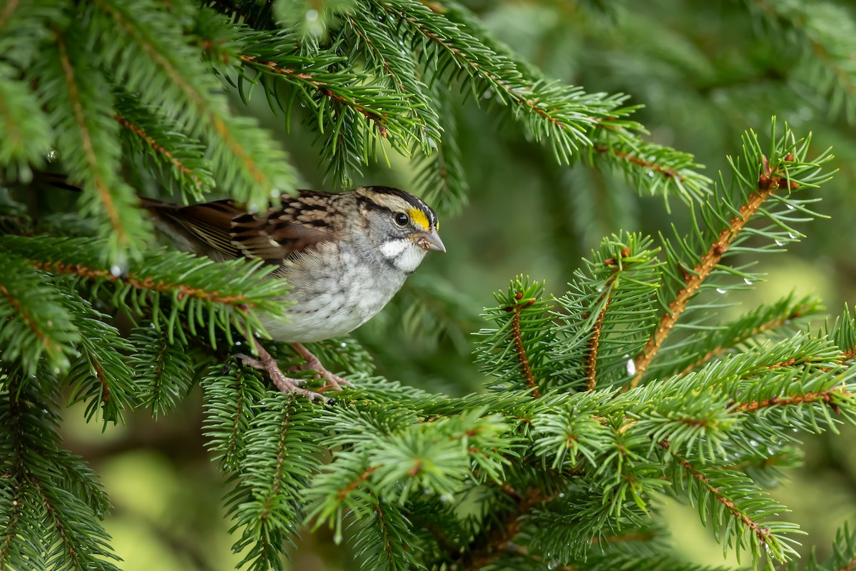 White-throated Sparrow - ML644930744