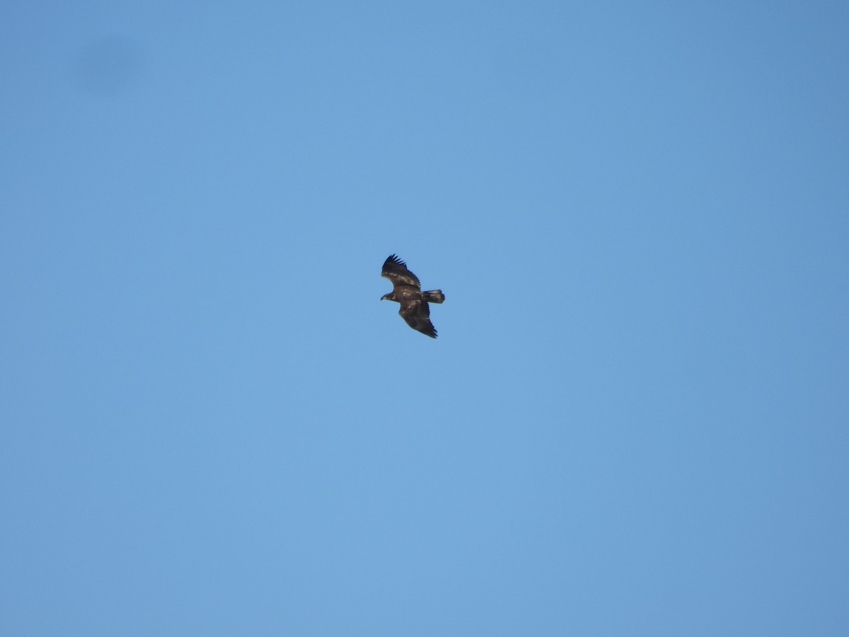 orel bělohlavý - ML644930745