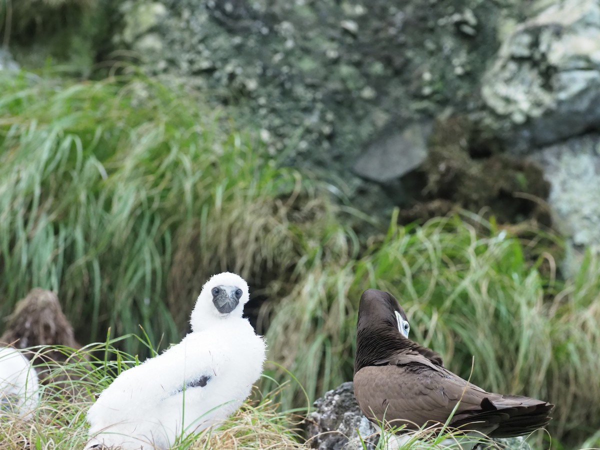 Cocos Booby - ML644930747