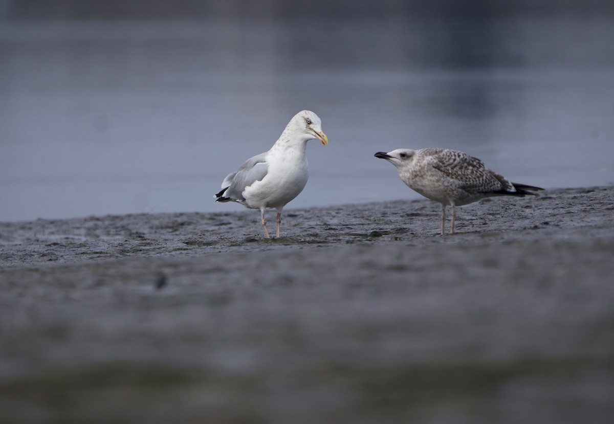 European Herring Gull - ML644930748