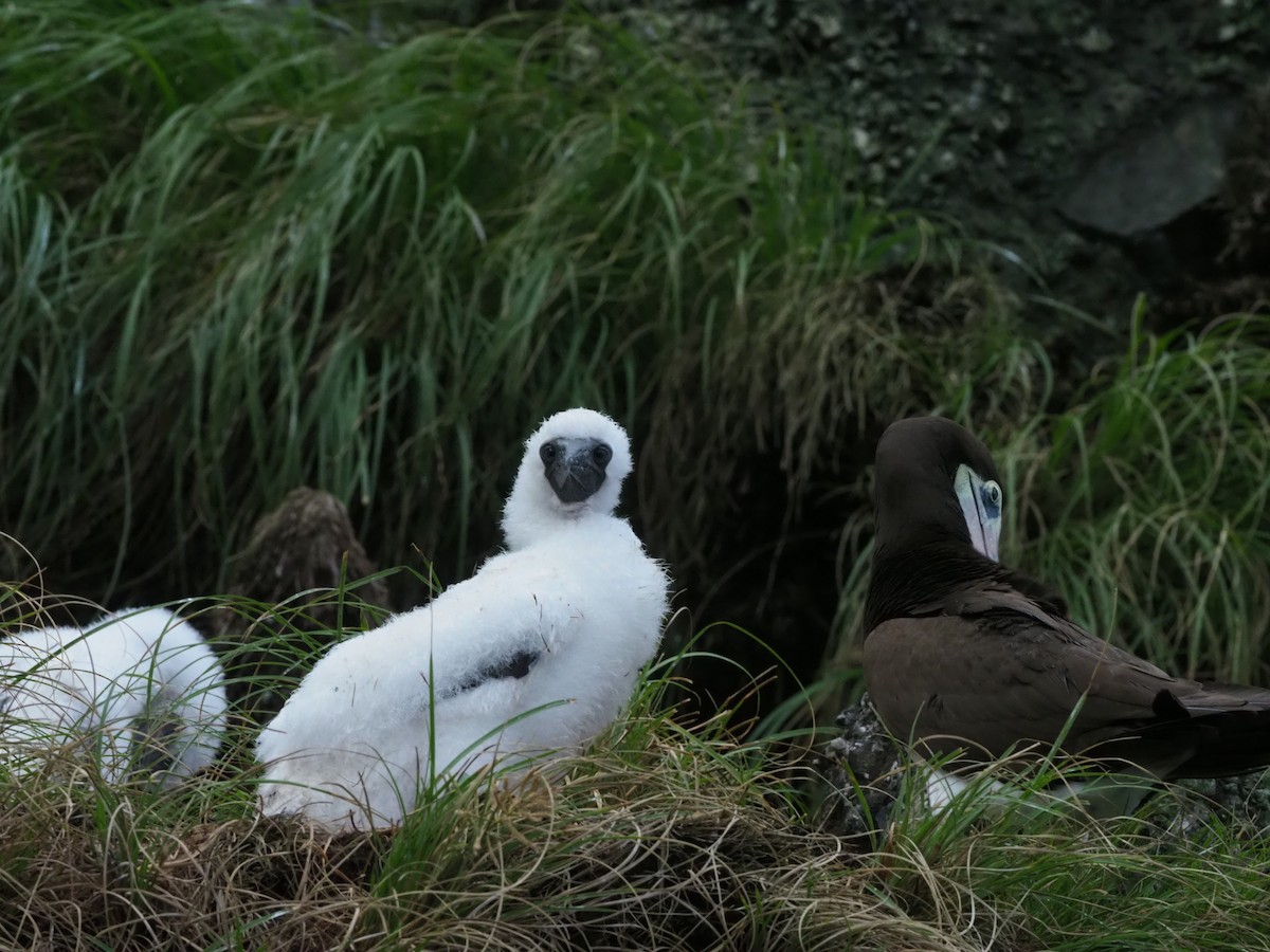 Cocos Booby - ML644930749