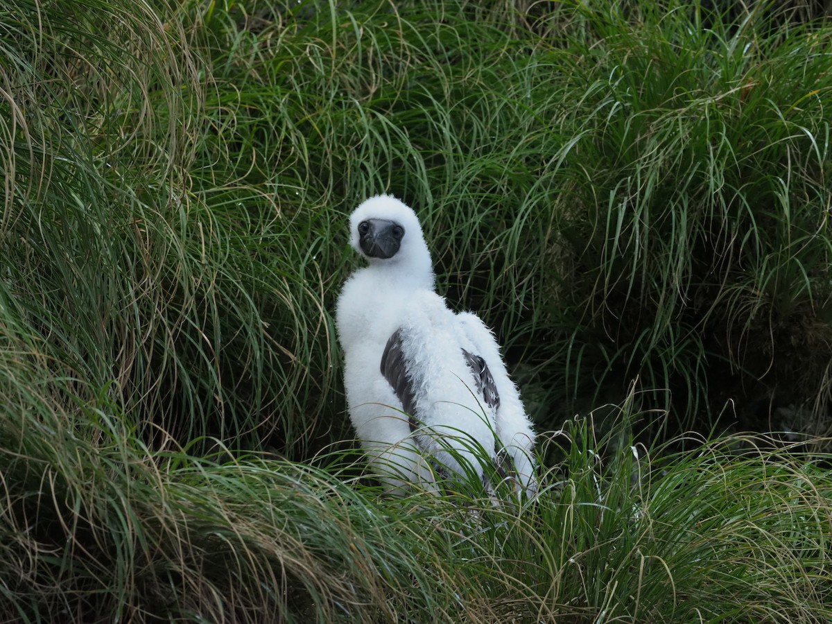 Cocos Booby - ML644930751