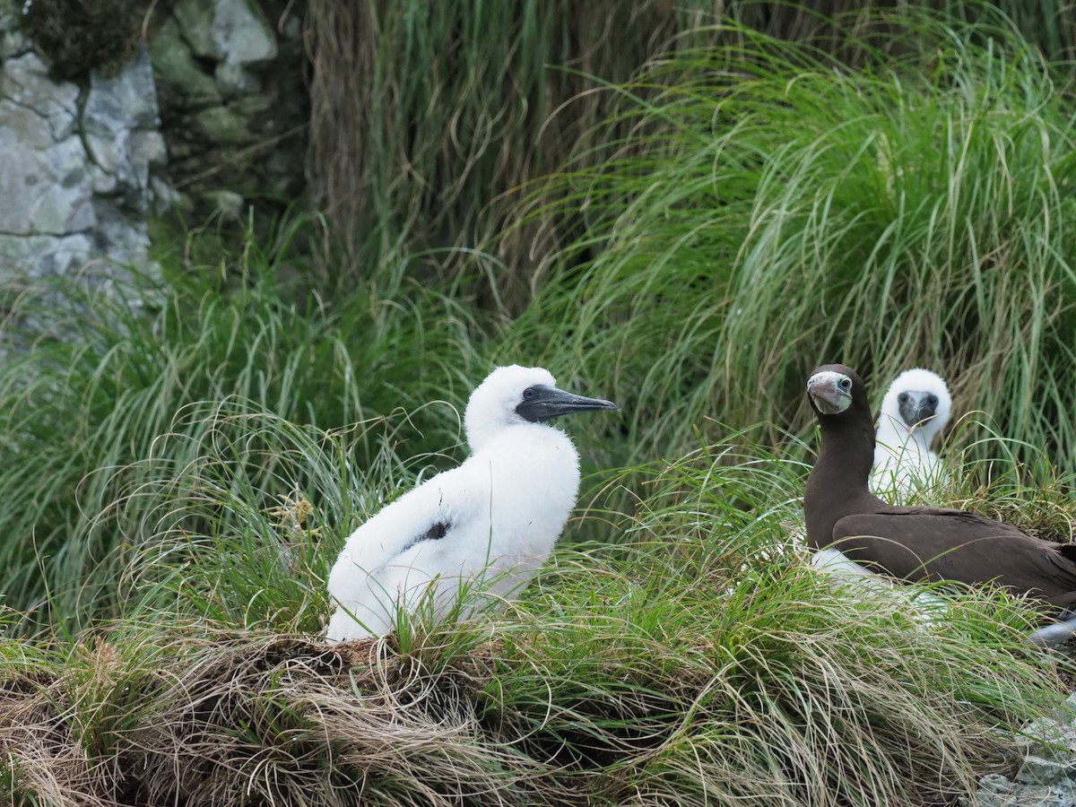 Cocos Booby - ML644930752