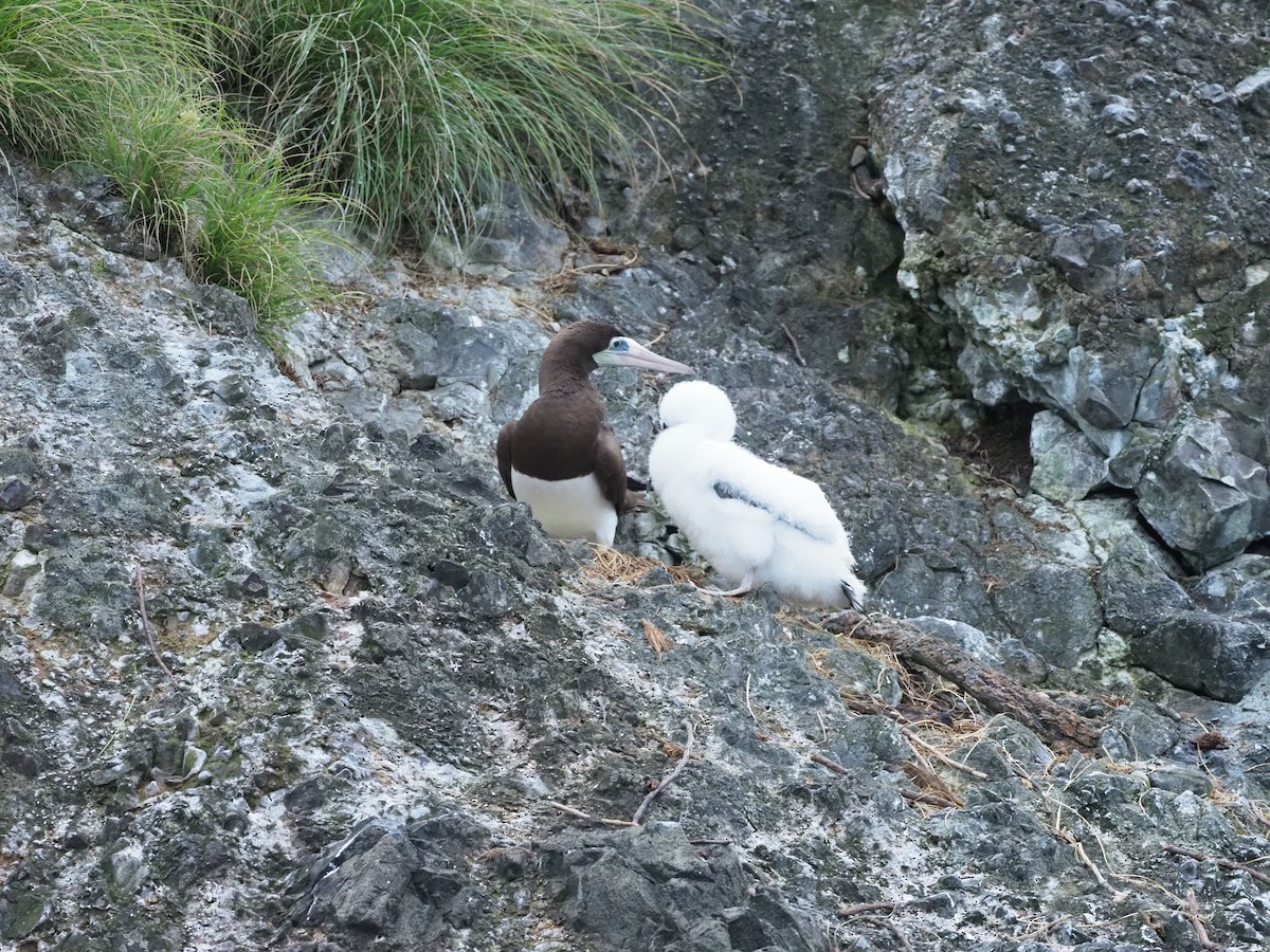 Cocos Booby - ML644930753