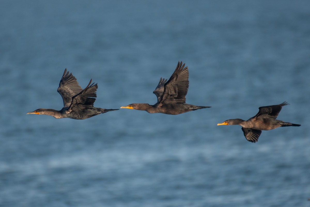 Double-crested Cormorant - ML644930756