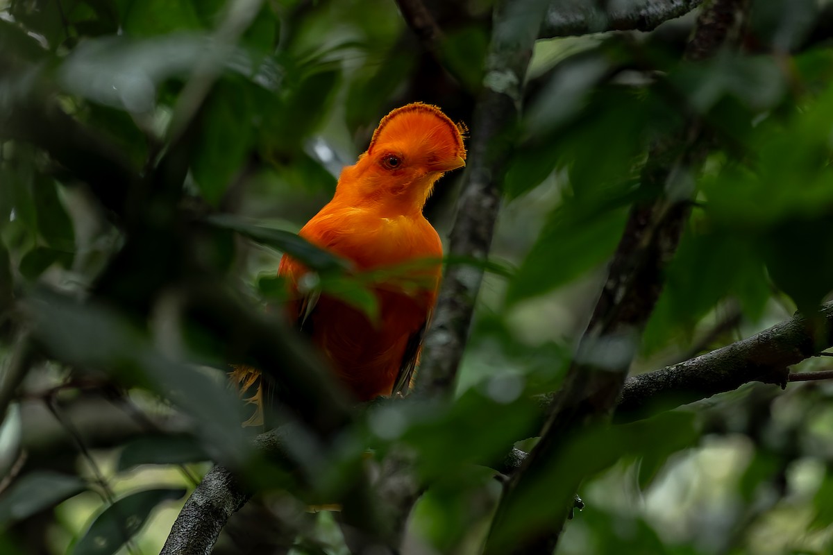 Guianan Cock-of-the-rock - ML644930769