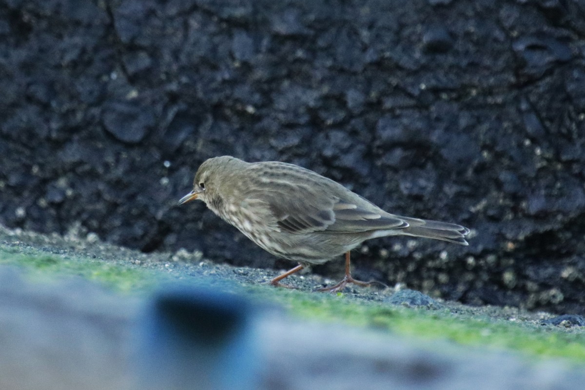 Bisbita Costero - ML644930778