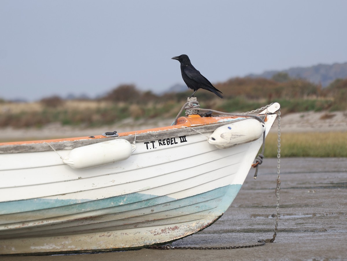 Carrion Crow - ML644930784