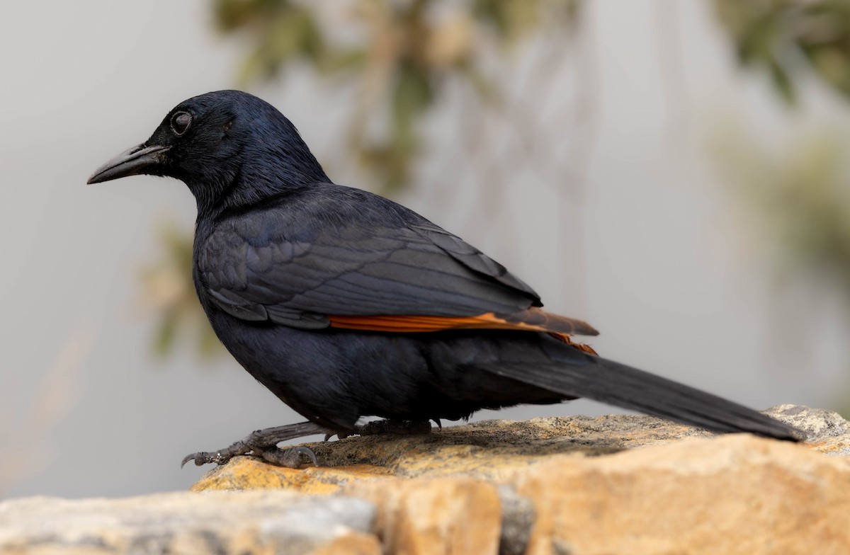 Kızılkanat - ML644930802