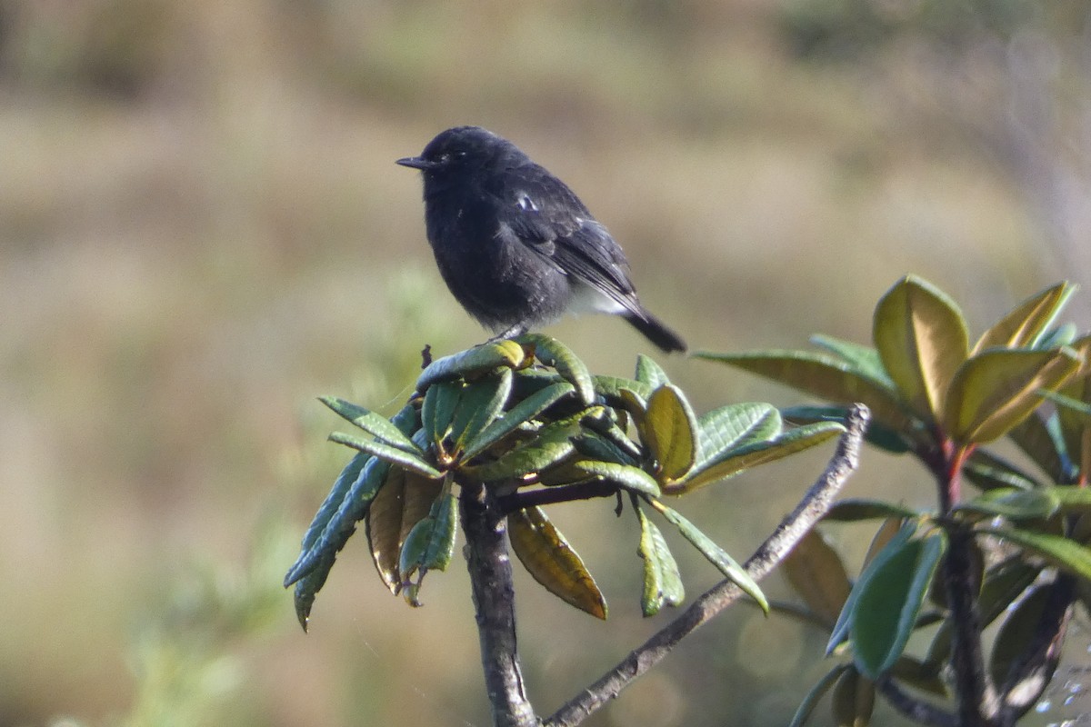 白斑黑石䳭 - ML644930805