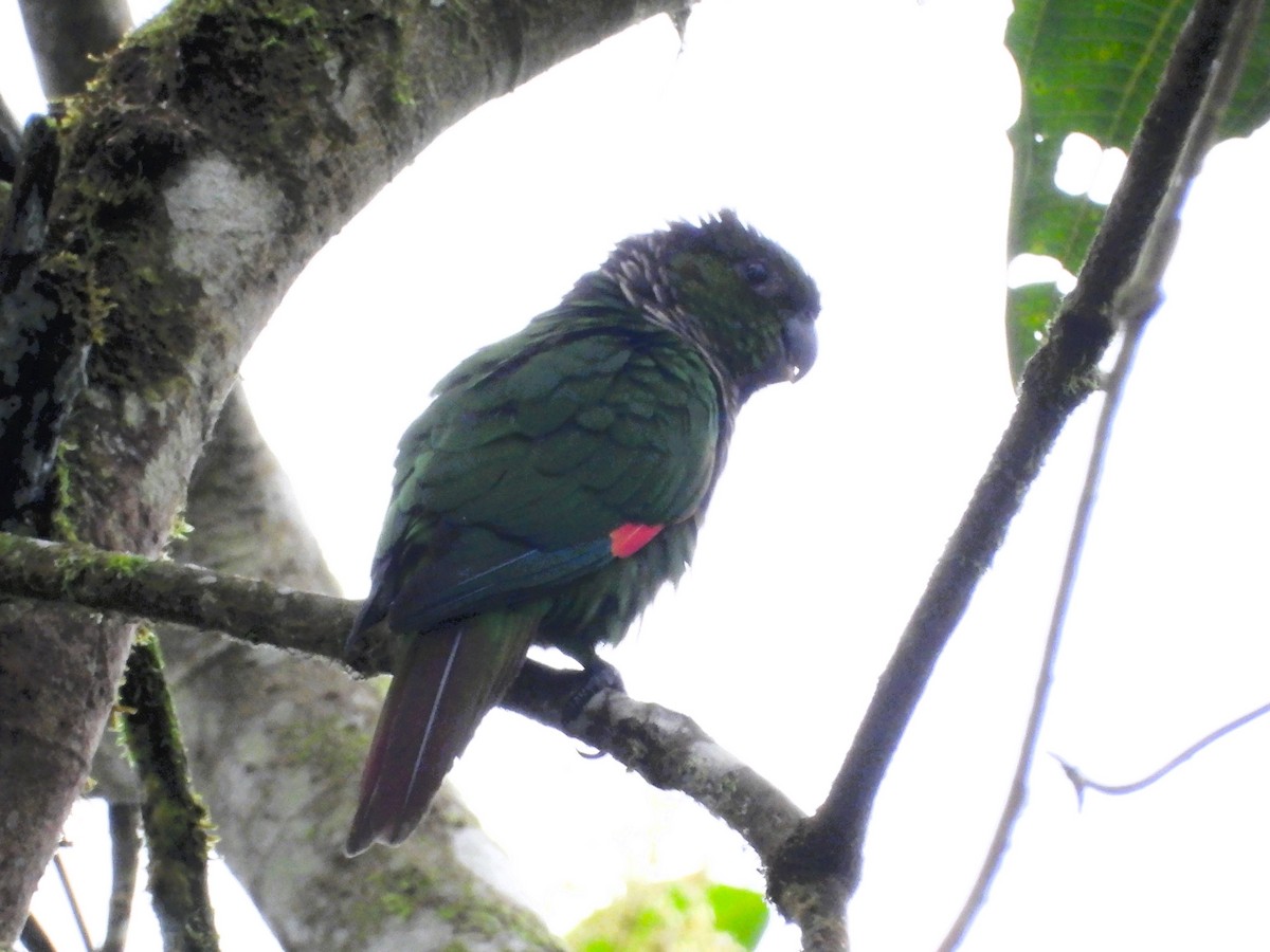 Maroon-tailed Parakeet - ML644930808