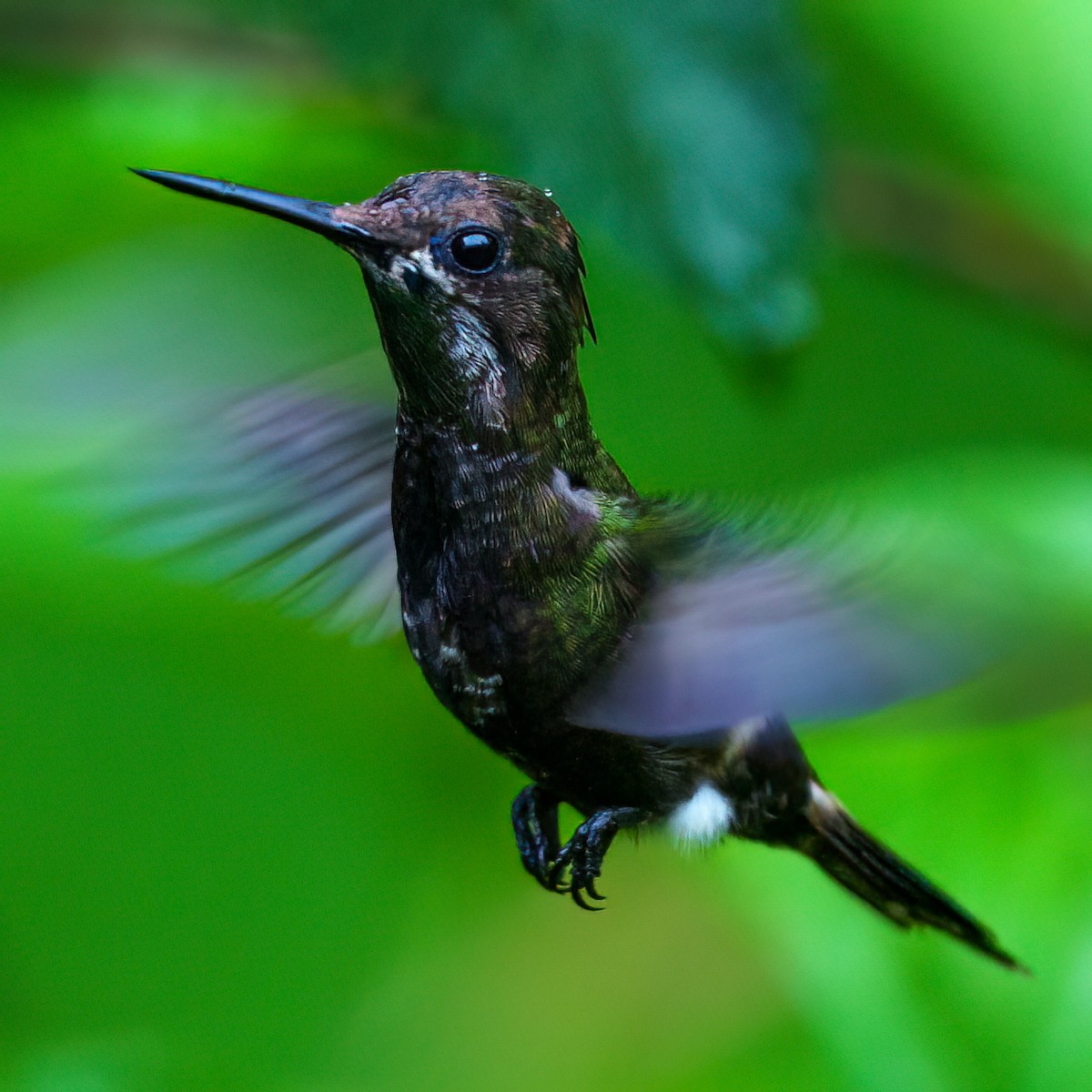 Butterfly Coquette - ML644930811