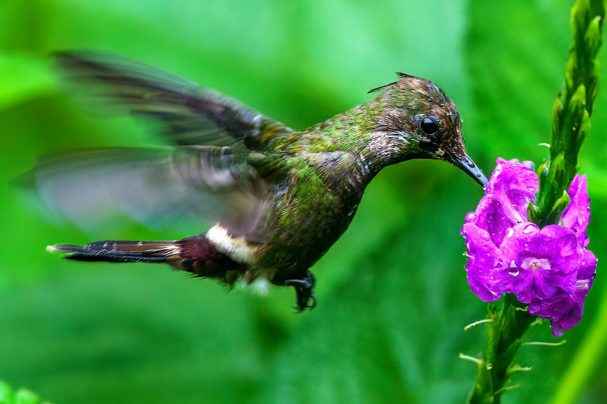 Butterfly Coquette - ML644930831