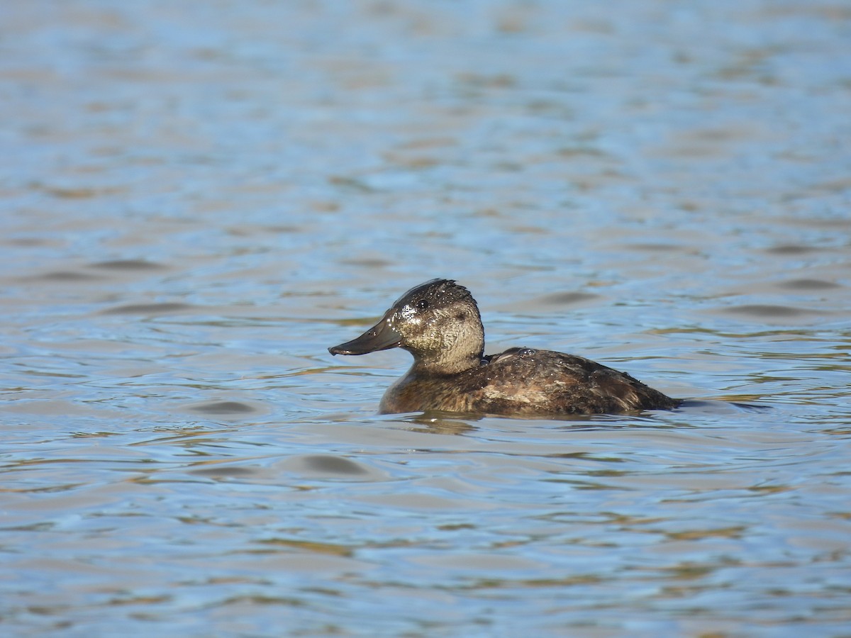 kachnice kaštanová - ML644930838