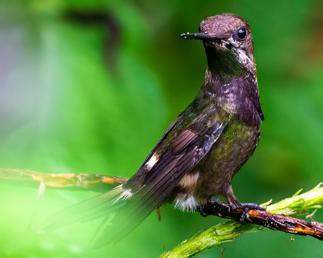 Butterfly Coquette - ML644930840