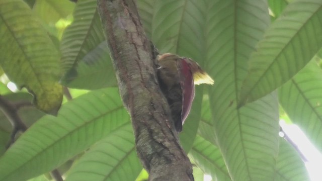 Kızıl Boyunlu Sarıense (humii) - ML644930844