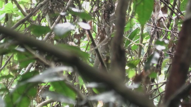 Kızıl Boyunlu Sarıense (humii) - ML644930845