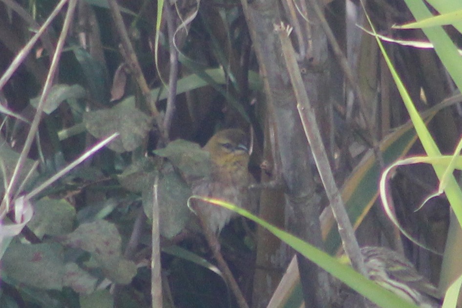Black-headed Weaver - ML644930854