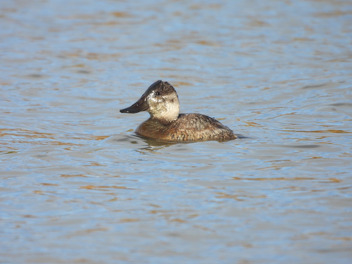 kachnice kaštanová - ML644930855