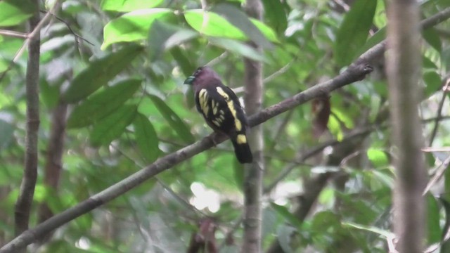 Kolyeli Genişgaga [harterti grubu] - ML644930856