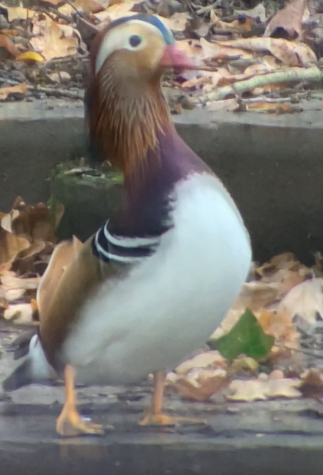 kachnička mandarínská - ML644930864