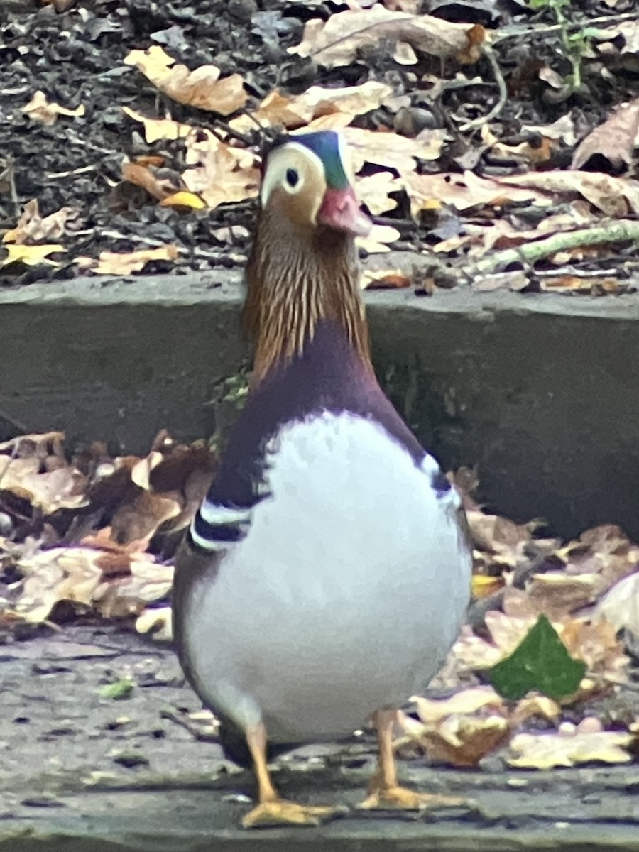 kachnička mandarínská - ML644930865