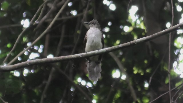 Puf Sırtlı Arapbülbülü - ML644930874