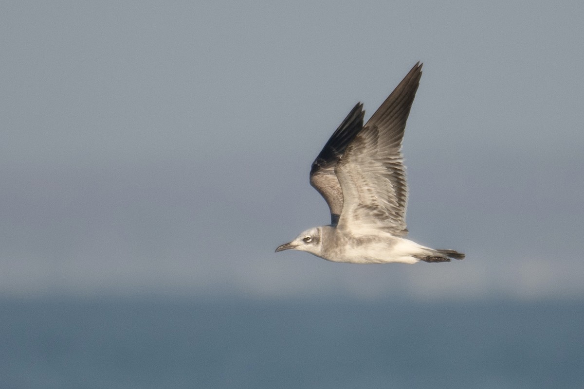 Laughing Gull - ML644930892