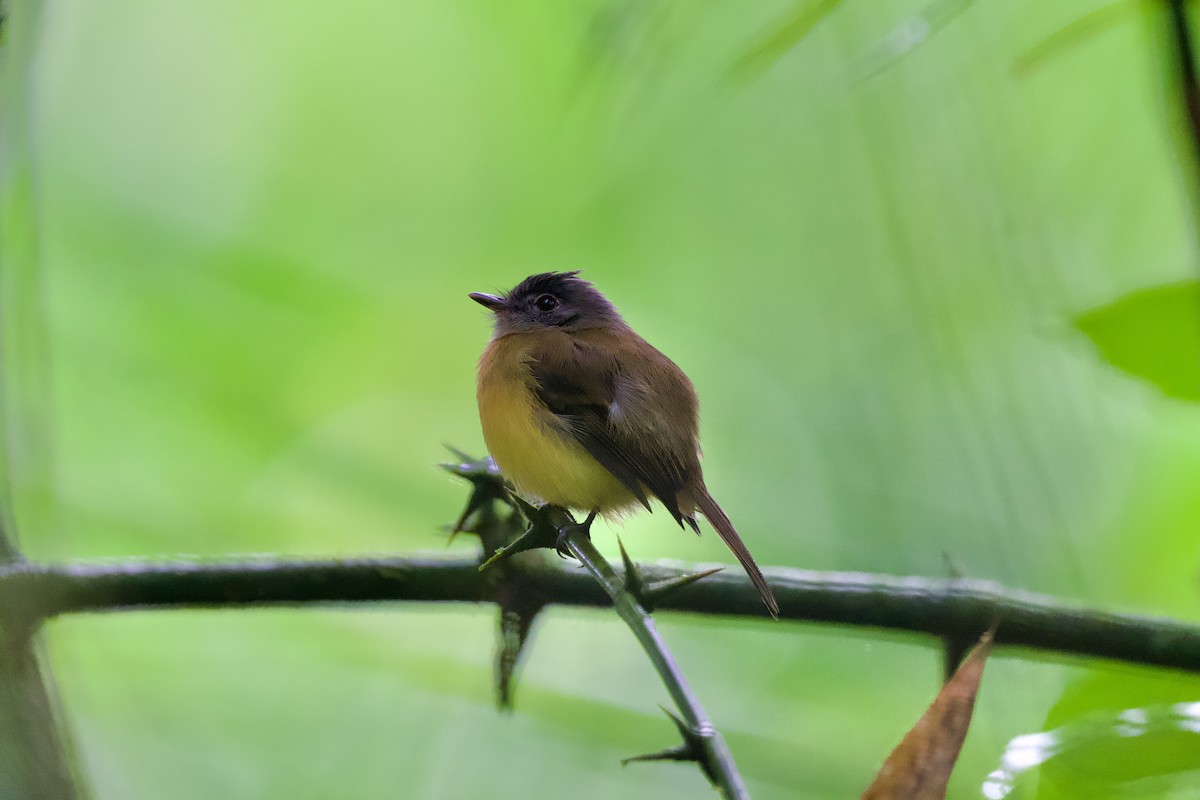 Tawny-chested Flycatcher - ML644930894