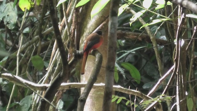 Karmin Rengi Trogon - ML644930902