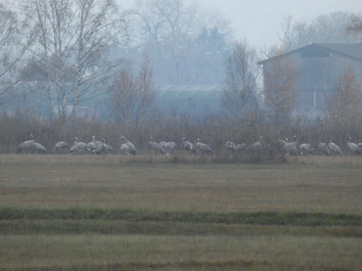 Common Crane - ML644930905