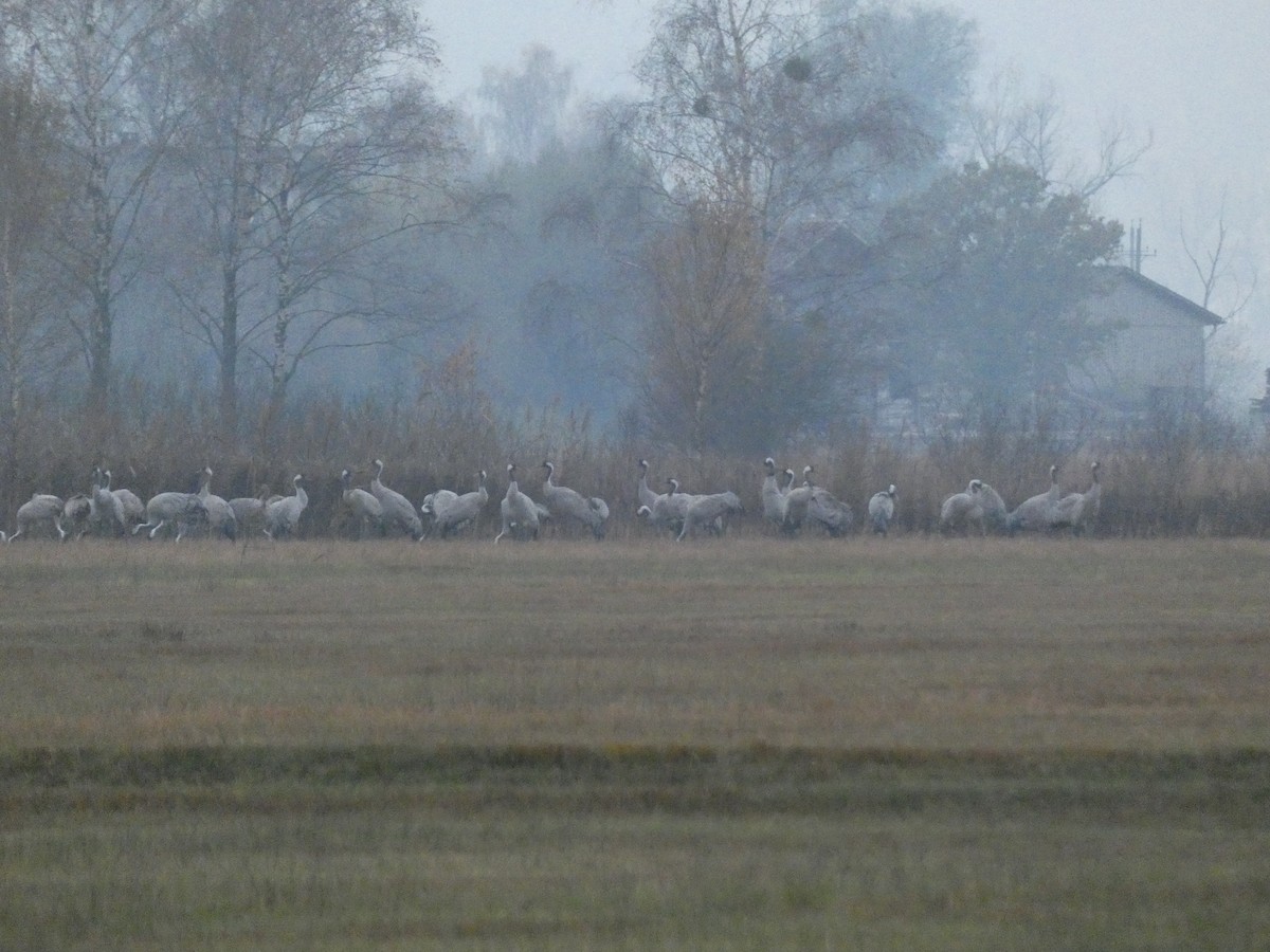 Common Crane - ML644930906
