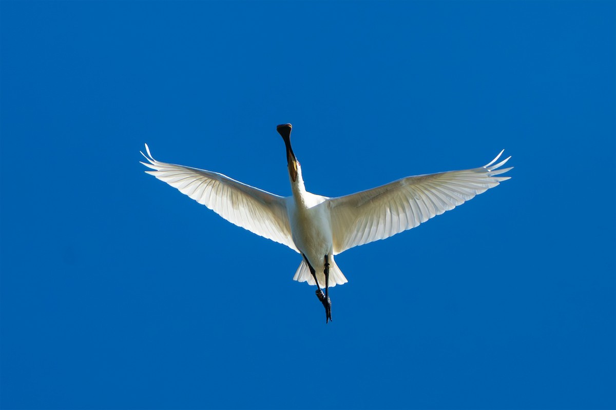 白琵鷺 - ML644930909