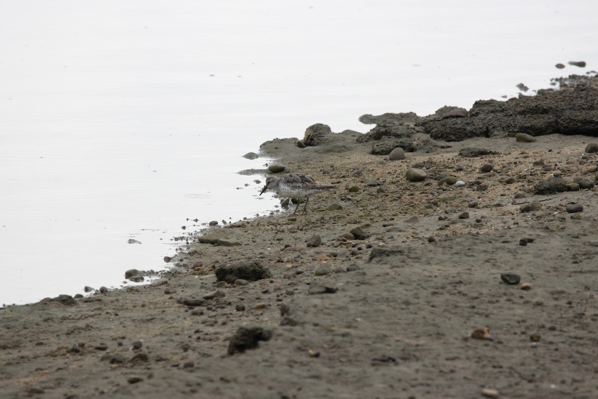 jespák rezavý - ML644930911