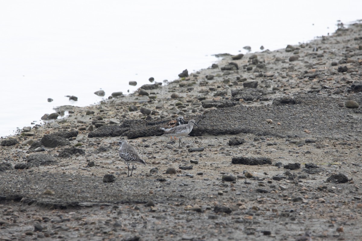 jespák rezavý - ML644930912