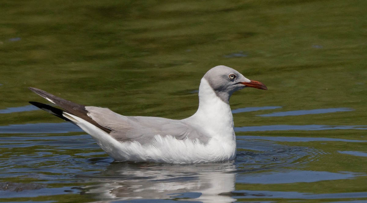 gråhodemåke - ML644930918