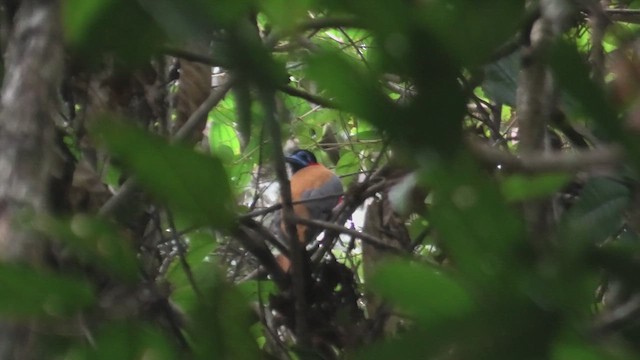 Kızıl Enseli Trogon - ML644930921