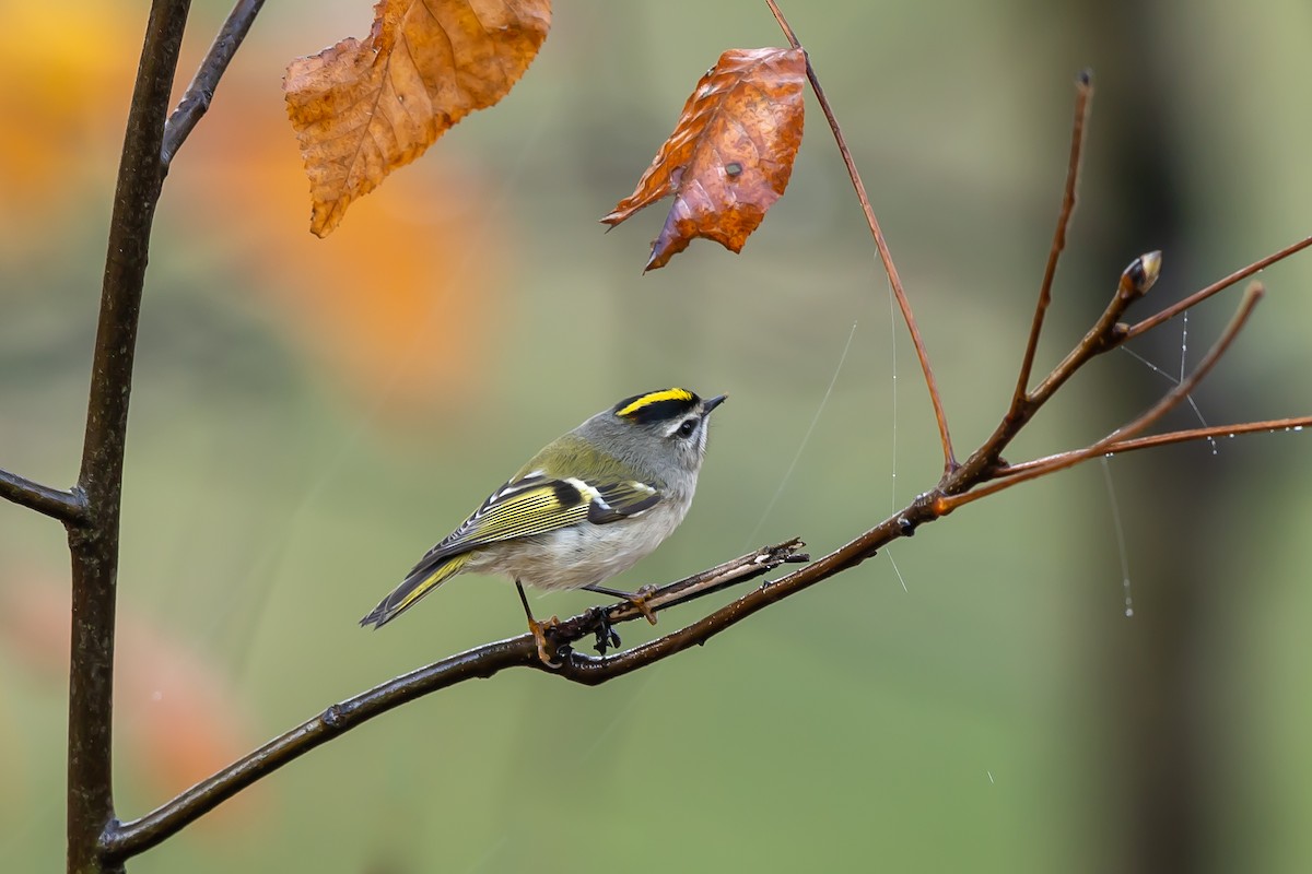 Golden-crowned Kinglet - ML644930923