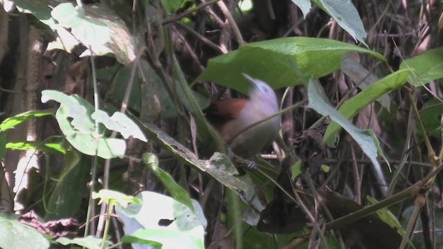 Raffle Malkohası - ML644930931