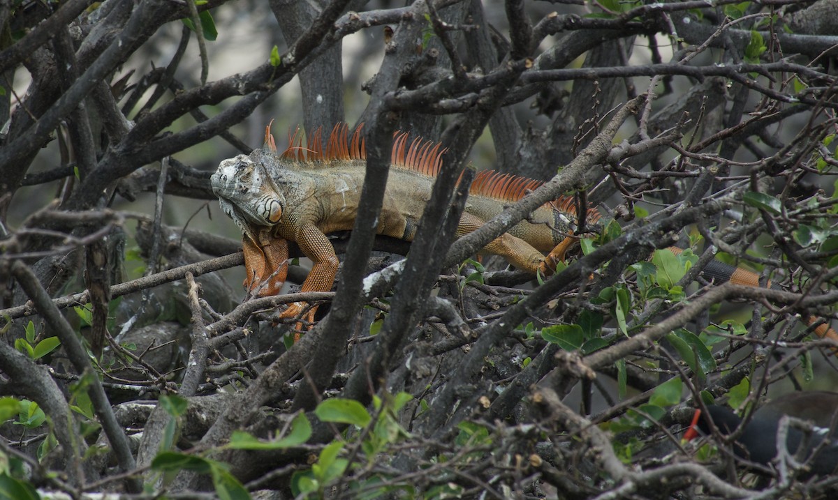 Reptiles - ML644930940