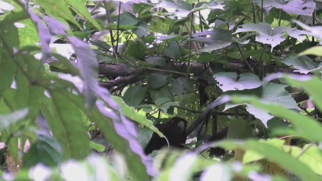 Kızıl Malkoha - ML644930941