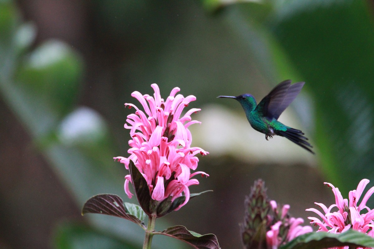 Blaukronennymphe - ML644930942