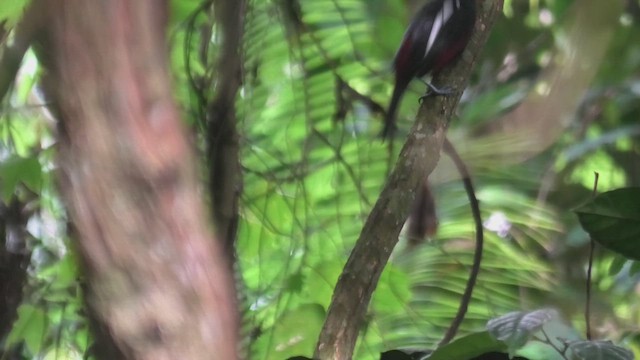 Kırmızı-Siyah Genişgaga [macrorhynchos grubu] - ML644930954