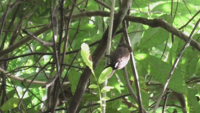 Tukki Ağaçkakanı - ML644930966