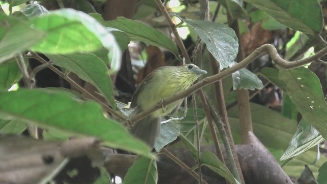 İnce Çizgili Timalya [gularis grubu] - ML644930987