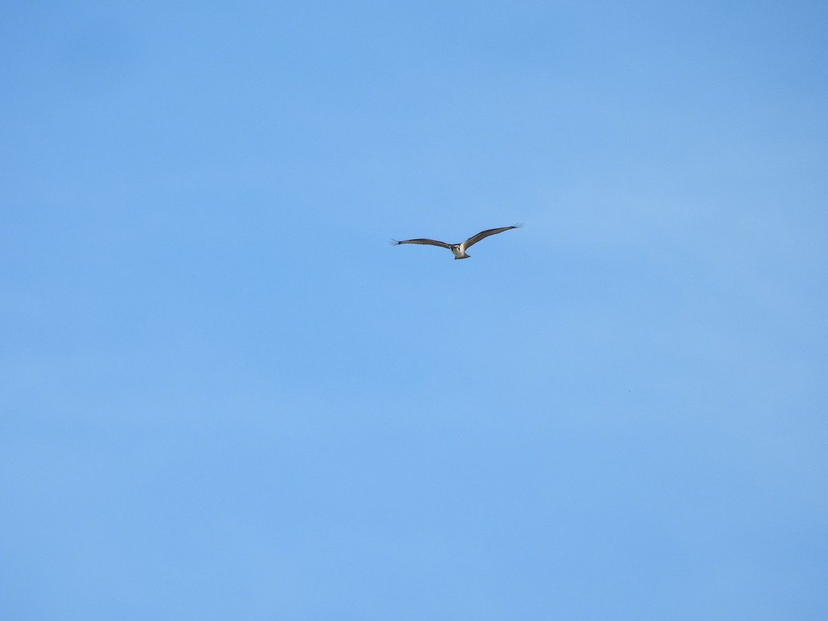 orlovec říční - ML644931018