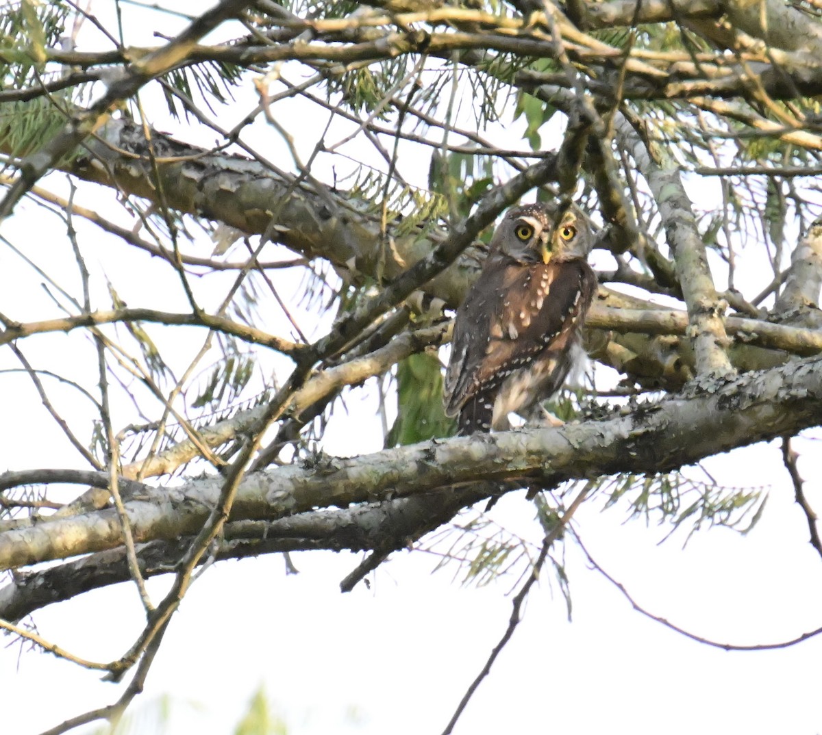 Pearl-spotted Owlet - ML644931043