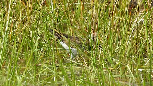 Büyük Sarıbacak - ML644931055