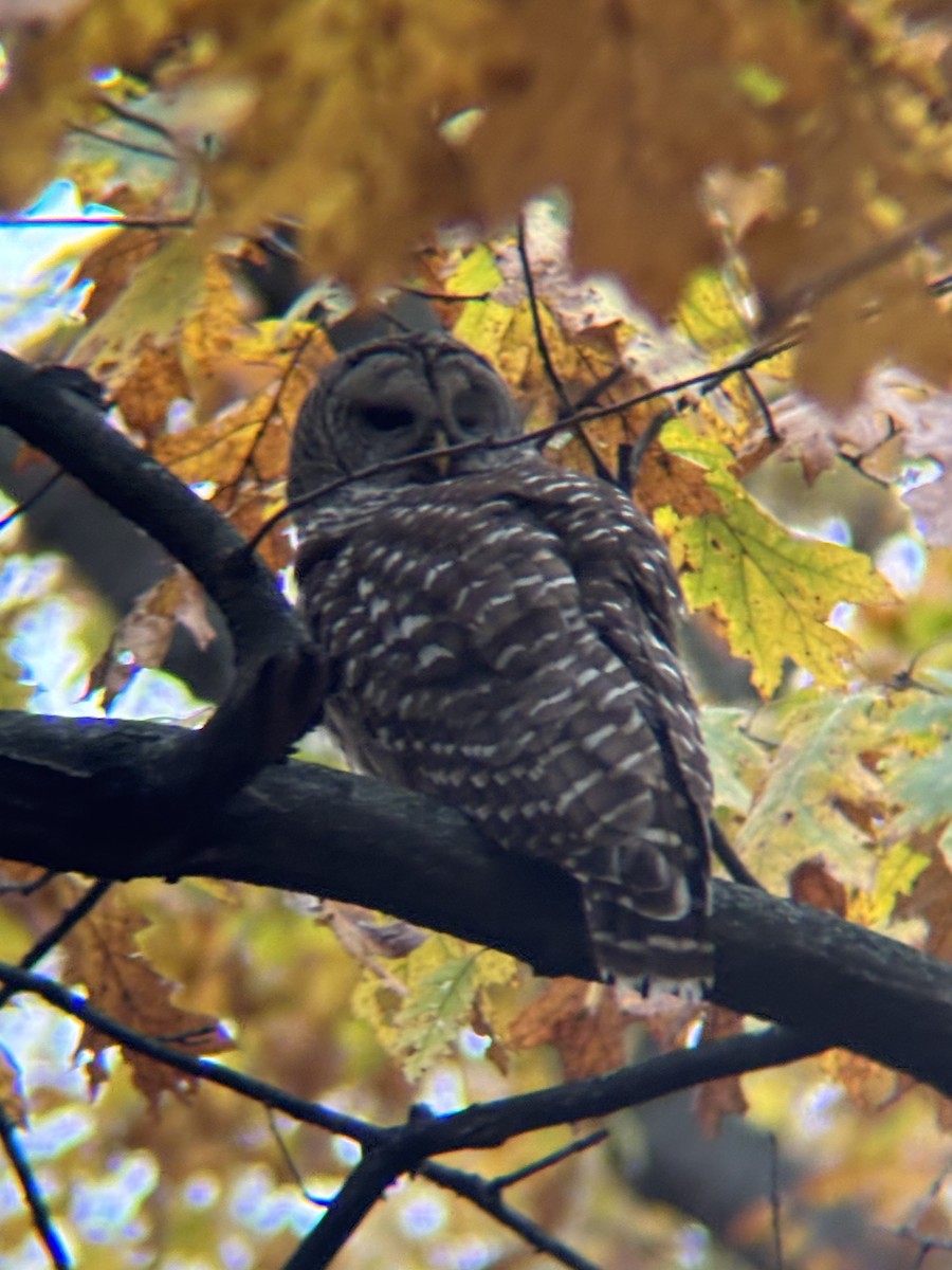 Barred Owl - ML644931073