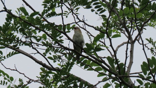 Preri Ötleğeni - ML644931095